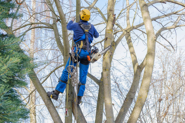 How Our Tree Care Process Works  in  Anderson, SC