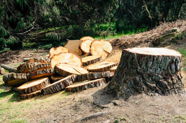 Trusted Anderson, SC Tree Removal Services Experts